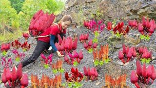 Harvesting Red Mushroom - Making Mushrooms Soaked in Wine Goes to the market sell - Lý Thị Hoa