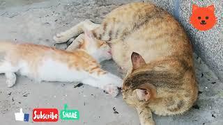 #cat feeding to kitten's video