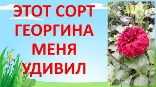 ОБЗОР СУПЕР КРАСИВОГО ГЕОРГИНА СОРТА СПАРТАК