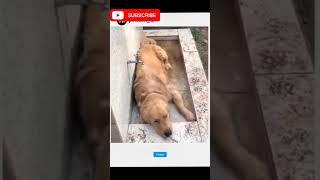 animal funny video #animallover #animals #animalshorts #shorts #funny #funnyvideo #vadivelu #tamil