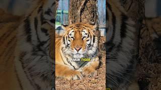 The Amur Tigers’ Fight for Survival