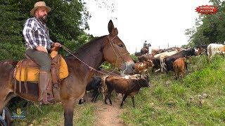 ¡TAPANDO BOCAS! RANCHO EL AGUAJE LA FÁBRICA DEL REPARO, VIENDO LAS CRÍAS DE LOS TOROS DE REPARO