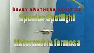 Species Spotlight Heterandria formosa