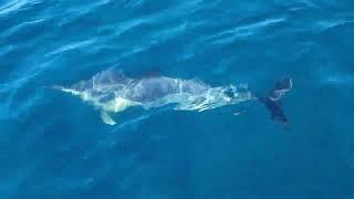 Common Dolphins - trip on the Catamaran ‎@MarineDiscovery    #Wildlife #Nature #Cornwall