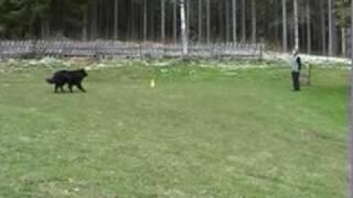 Belgian Shepherd Groenendael Timber obedience training class II