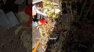 Prepping the potato planter for harvest time. #tatorcrusader #gardening