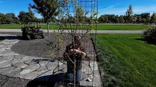 Planting an Apple Arbor & Tagging the Roses I Want to Keep from the Rose Garden! 