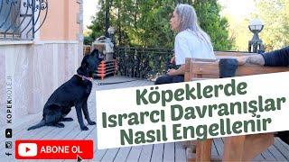 Köpeklerde Israrcı Davranışlar Nasıl Engellenir