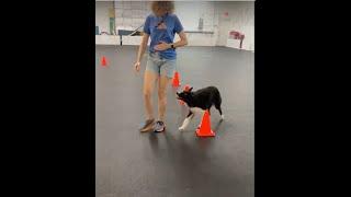 Maisie and I try a little game in obedience class.