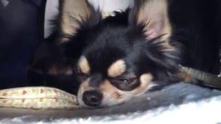 Cute Black Tan Chihuahua sleeping in a car ｜1 year old｜by Misa from Tokyo to Paris