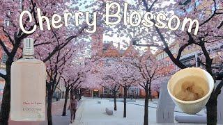  CHERRY BLOSSOM Fragrance, Drinks & Desserts | L'OCCITANE REVIEW