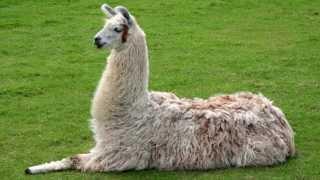 Llama Sounds and Pictures