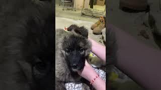 Mikasa, the Russian Bear Dog Puppy