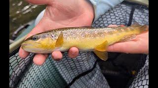 Where fishing an art meet—see what stream George Noleff is featuring tonight at 10!