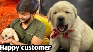 Puppy delivery with customer review | happy customer #love #labradorlove #youtube #beauty #puppy