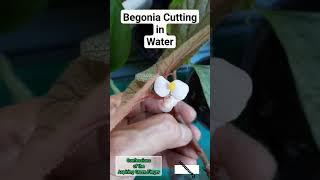 Begonia Cutting Blooming in Water