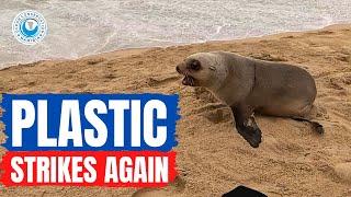 Plastic Strikes Again - Saving an Entangled Seal