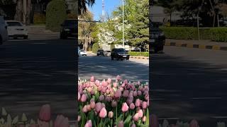 Красивый Весенний Душанбе 2023  #tajikistan #dushanbe