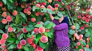 Harvesting Fresh Large Peaches and Making Jam and Juice For The Winter!