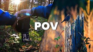 Autumn Nature Photography POV in Switzerland forest | Relaxing