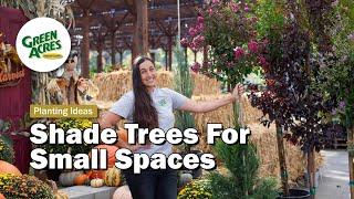 Shade Trees For Small Spaces