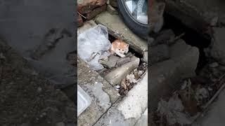 Rescue kitten living in sewer. link support in bio #lovedog #dogrescue #rescuecat #dog #cat