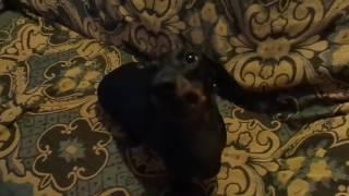 Funny and cute dachshund  Funny dogs