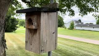 The Best Nest Box for Bluebirds