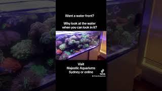 #aquariumfish #fishaquarium #aquascape