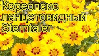 Кореопсис ланцетовидный Штернталер. Краткий обзор, описание coreopsis lanceolata Sterntaler