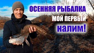 Осенняя рыбалка, поймал своего первого налима!!! #Рыбалка #налим  #спиннинг