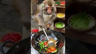 Monkey Chef Cooks Spicy Stir-Fry Like a Pro!  | Funny Animal Cooking Show