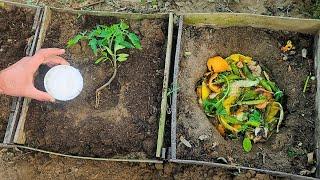 The BIGGEST Tomato Harvest Ever! Try This Unbelievable Method!