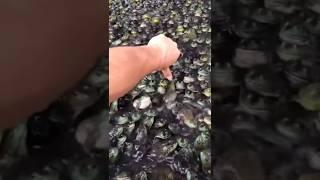 The Frog King: A Fascinating Bond with Thousands of Frogs