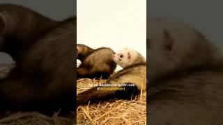Female ferret in heat = DANGER! #ferret #reproduction #heat