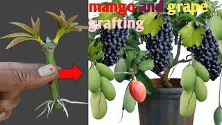 Mango Trees Grown from Grapes?