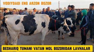 Beshariq mol bozori sigirlar va ģunajinlar narhlari bilan tanishing 29.09.2024yiil