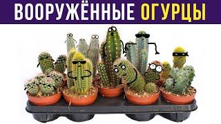 Приколы. КАКТУСЫ – ЭТО ДЕРЗКИЕ ОГУРЦЫ | Мемозг #322