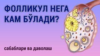 Фолликул нега кам бўлади? Сабаблари ва даволаш.