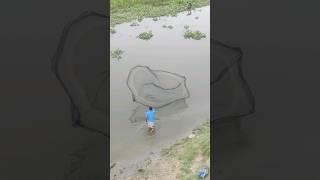 Catching fish with net #net #fish