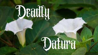 The Deadly Datura Plant: Identification, Cautions, and Medicinal Uses