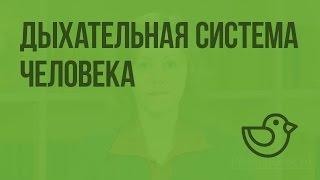 Дыхательная система человека. Видеоурок по окружающему миру 4  класс