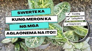 WAG NA WAG KANG MAGPAPAWALA NG MGA BAGONG VARIETIES NG AGLAONEMA!!