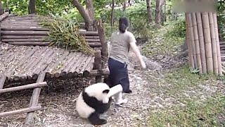 Clingy panda do not let zookeeper go