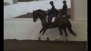 Serpico i. Sir Donnerhall ei. Pink As