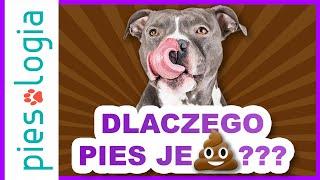 Dlaczego pies je odchody?