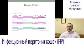 Инфекционный Перитонит Кошек (FIP, FCov-инфекция Кошек, Коронавирус)