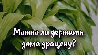 Можно ли держать дома драцену и какие суеверия с ней связаны