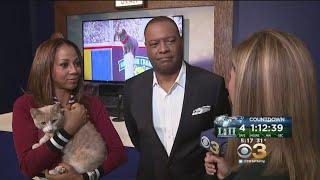 Holly Robinson Peete, Rodney Peete Talk Kitten Bowl And Philly Roots