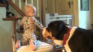 Greater Swiss Mountain Dog (Charlie) - Teased by child